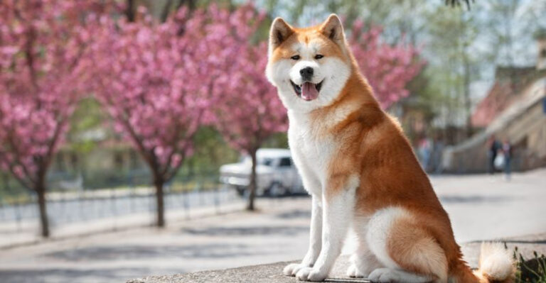 10 Dog Breeds That Aren’t Suitable For Pet Life (And 5 That Thrive In Any Home)