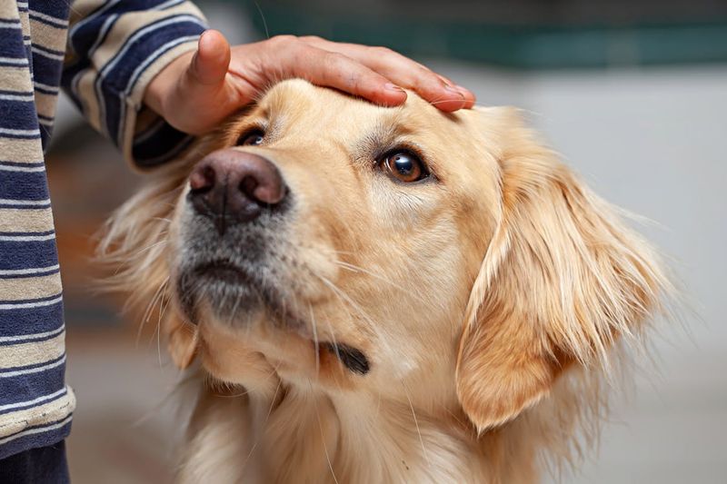 Golden Retrievers: The Ultimate Welcome Wagon