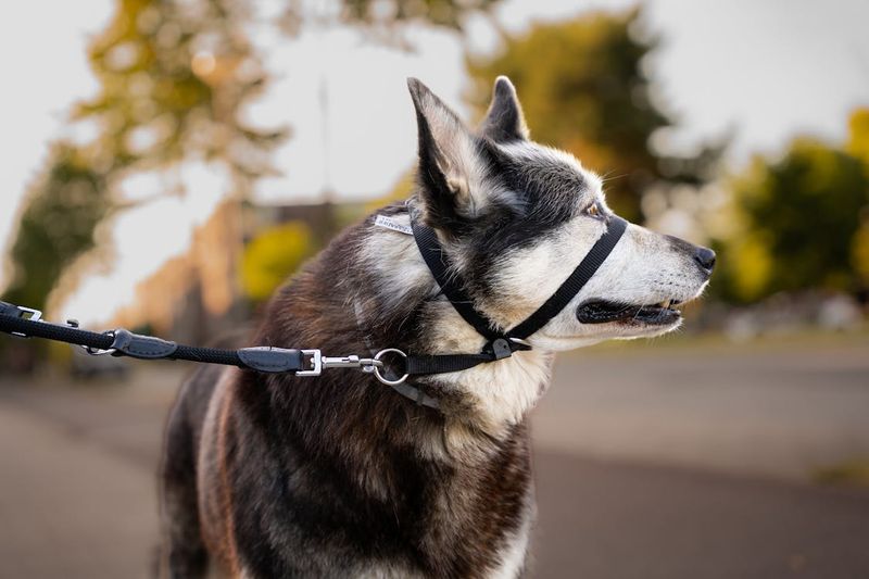 Siberian Husky: Escape Artists With A Prey Drive