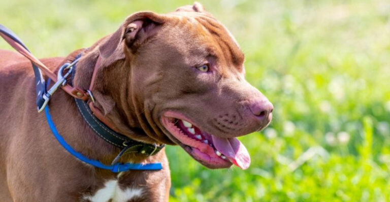 10 Dog Breeds That Should Always Be Leashed (And 5 Reasons Why)