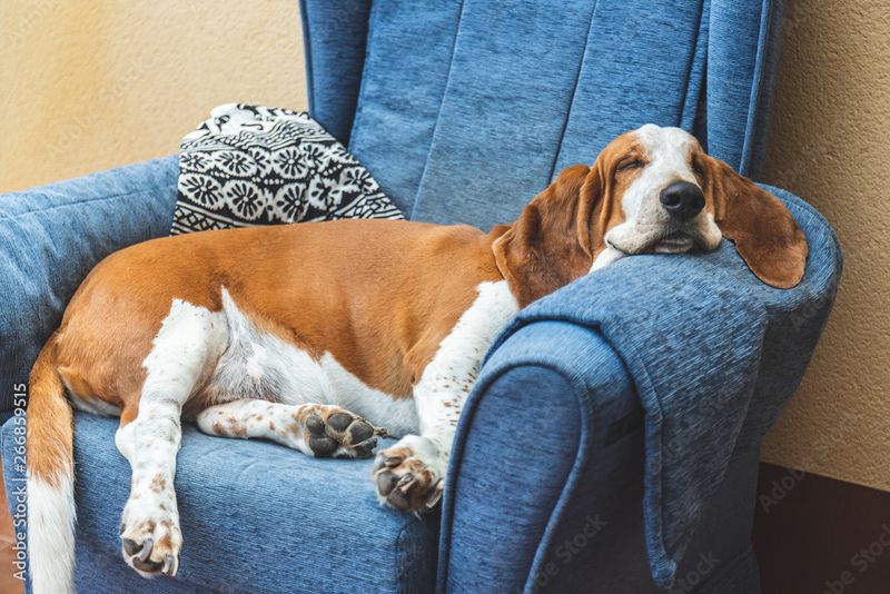 Basset Hound: The Snooze Champion
