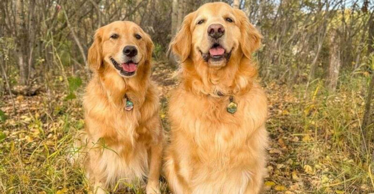 10 Dog Breeds That Thrive In Pairs (And 5 That Prefer To Be Solo Pets)
