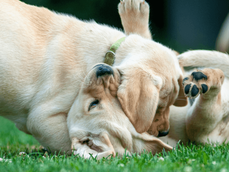 Labrador Retriever