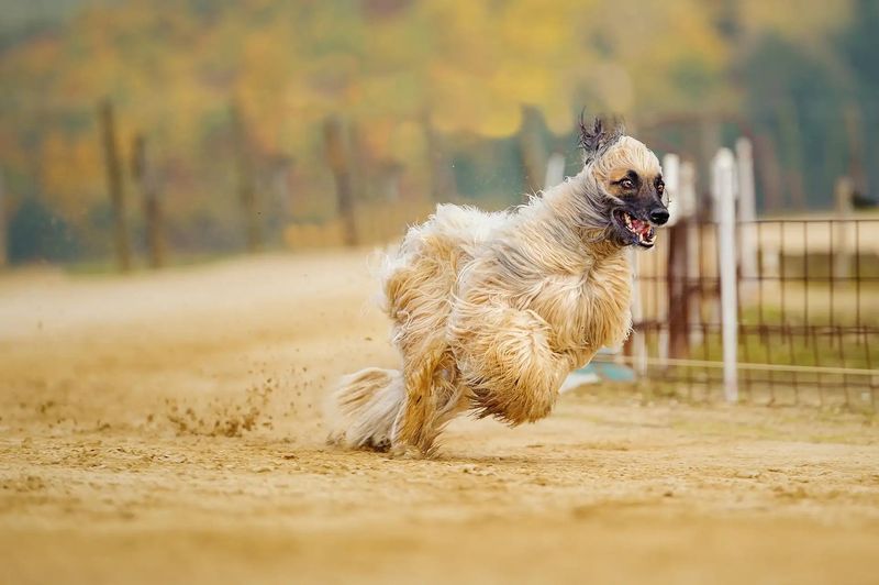 Stubborn Afghan Hounds