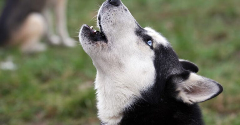 10 Dog Breeds Trainers Absolutely Won’t Work With (And 4 Breeds Trainers Love To Work With)