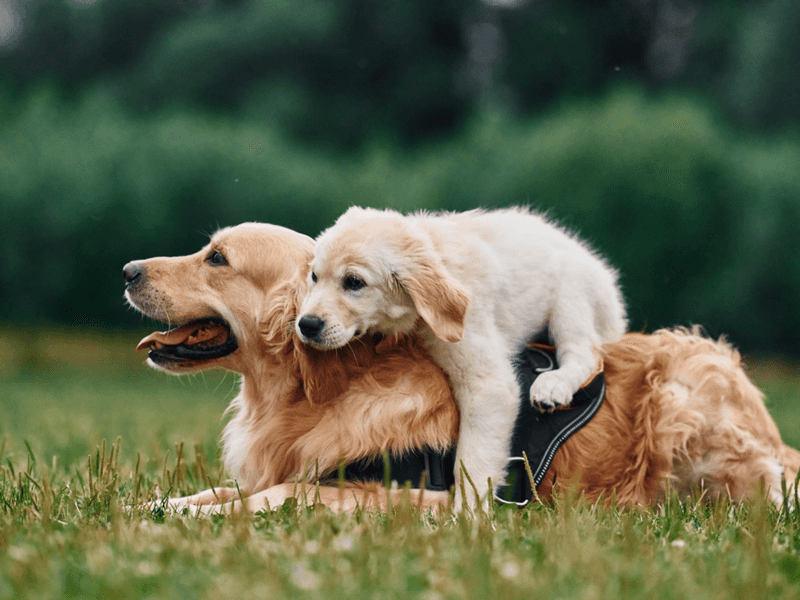 Golden Retriever: The Sunshine Ambassadors