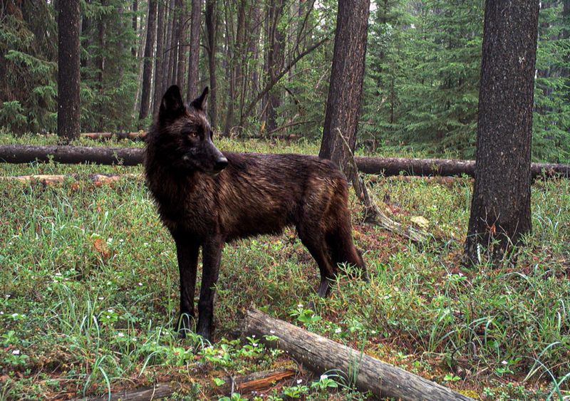 Black Wolves Aren't A Separate Species