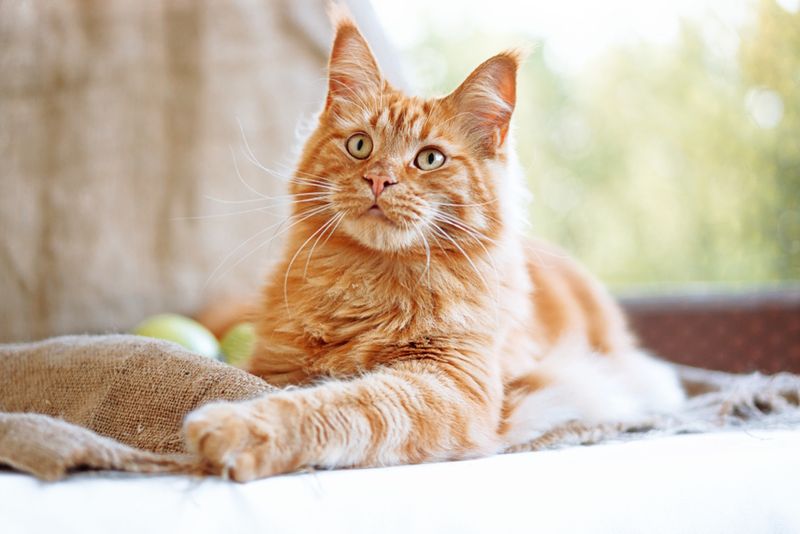 Majestic Maine Coon