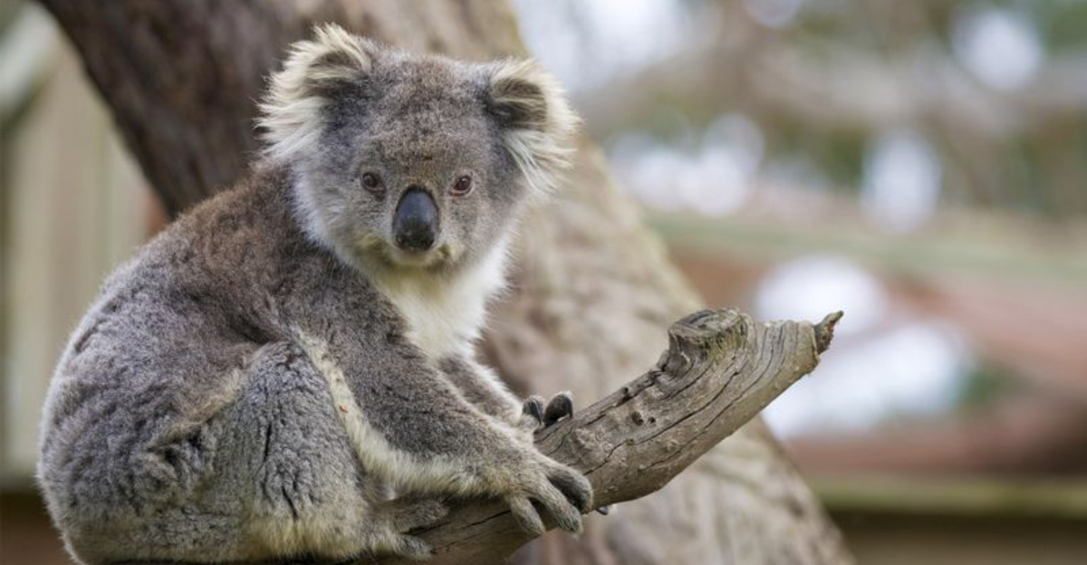 10 Fascinating Facts About Koalas And 5 Challenges They Face In The Wild