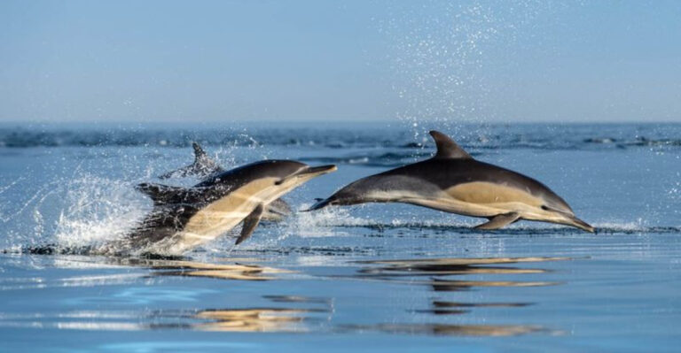 10 Fastest Sea Animals That Even Aquaman Would Admire (And 5 Of The Slowest Swimmers)