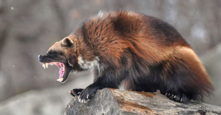 10 Fearless Animals That Have No Natural Enemies (And 5 That Are Vulnerable To Predators)