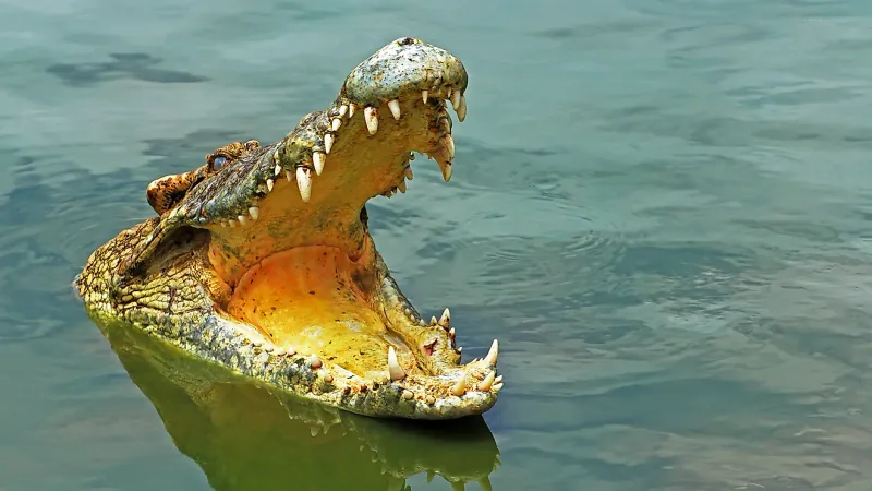 Saltwater Crocodile