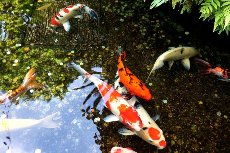 Koi Fish - The Colorful Survivors