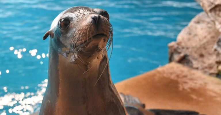 10 Friendliest Animals On Earth That Love Human Interaction (And 5 That Are Unfriendly)