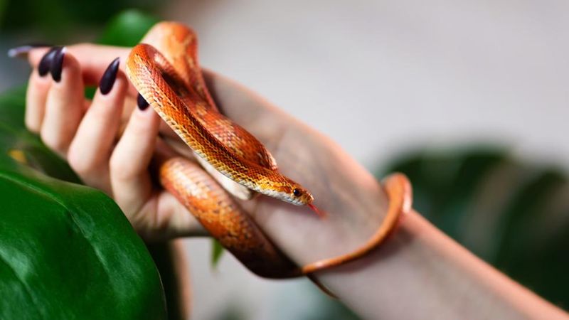 Corn Snake: The Beginner's Best Friend