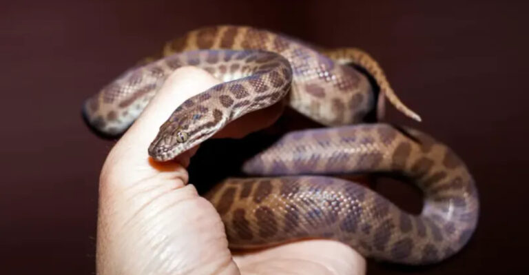 10 Friendliest Snakes On Earth (And 5 Feisty Ones That You’d Never Want To Meet)
