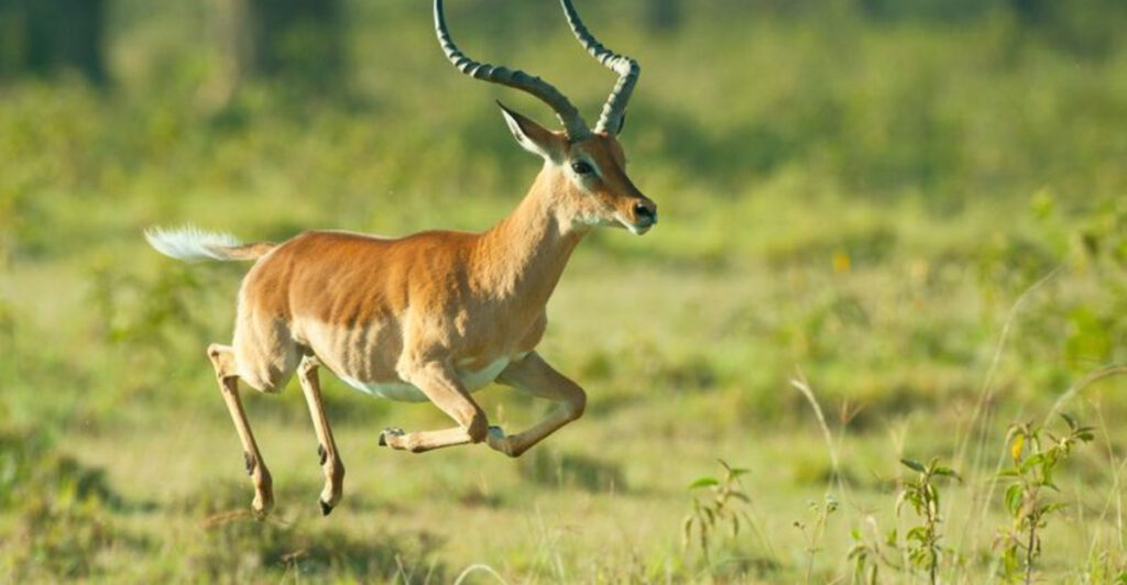 10 Incredible Animals With Jaw-Dropping Jumping Skills (And 5 That Can ...