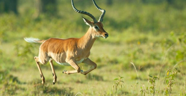 10 Incredible Animals With Jaw-Dropping Jumping Skills (And 5 That Can’t Jump At All)