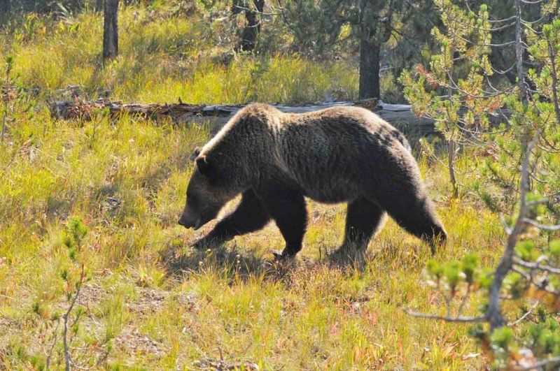 Grizzly Bears In Yellowstone