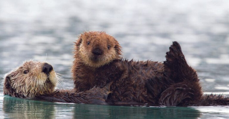 10 Incredible Wild Animals You Can Spot In U.S. National Parks (And 5 You’ll Likely Never See)