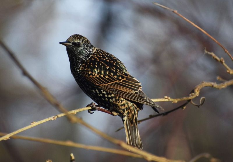 European Starling: Shakespeare's Unwanted Gift