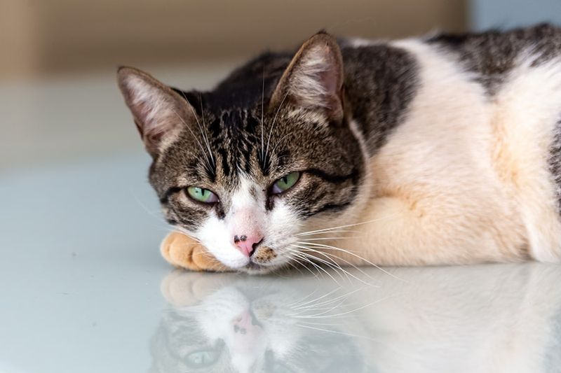 American Wirehair