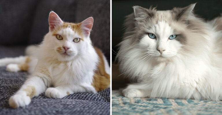 10 Least Adopted Cat Breeds (And 5 Most Popular And Frequently Adopted)