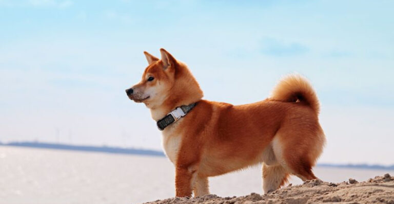 10 Least Aggressive Dog Breeds (And 5 That Are Surprisingly Feisty)