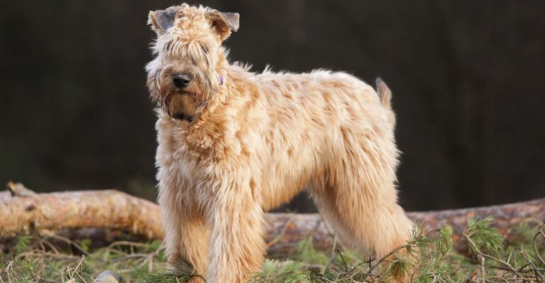 10 Medium-Sized Terrier Breeds You’ll Love (And 4 That Might Not Suit Every Family)