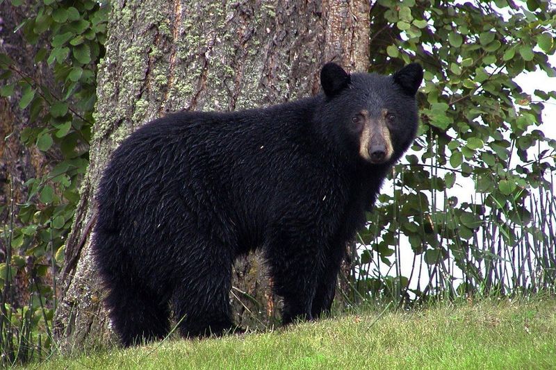 American Black Bear