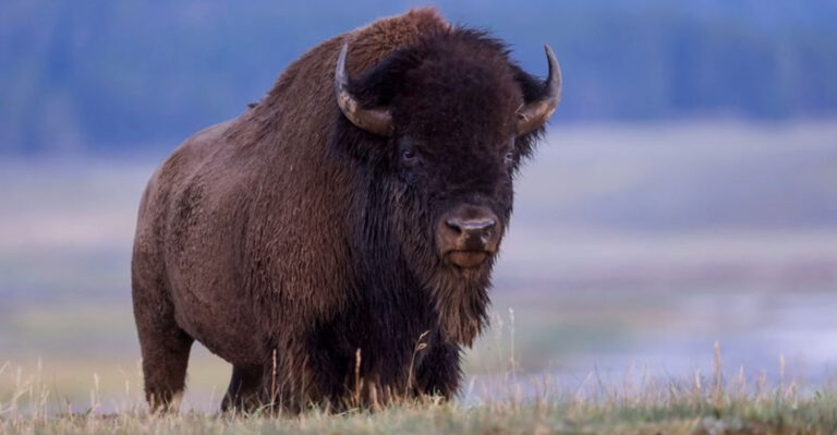 10 Most Dangerous Animals In America (And 4 Surprisingly Gentle Species That Are Often Misunderstood)