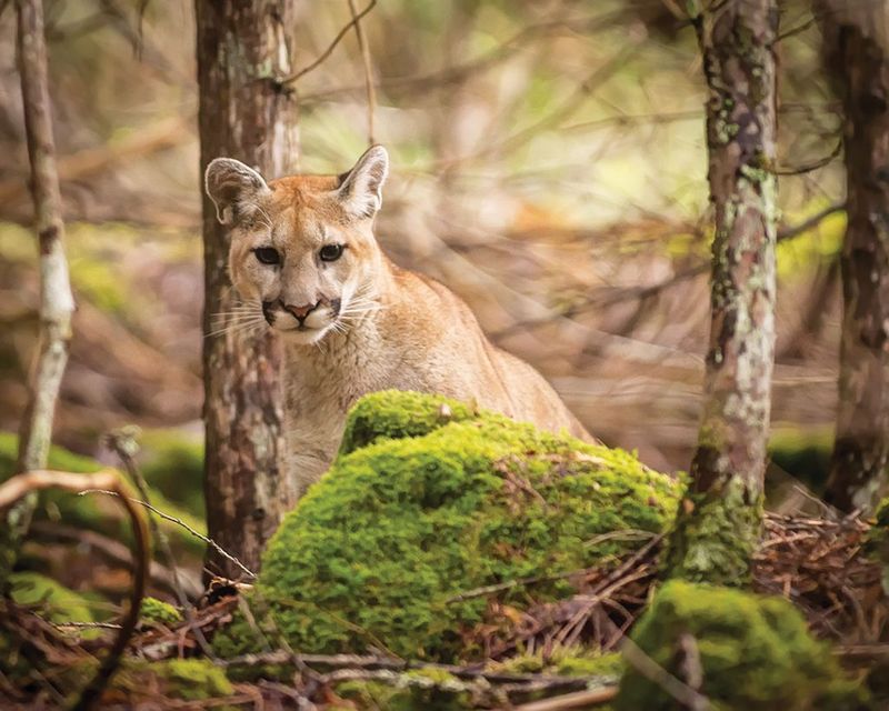 Cougar