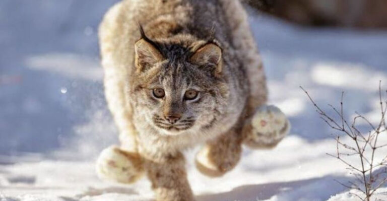 10 Most Elusive Wild Animals In North America (And 4 That Are Easy To Spot)