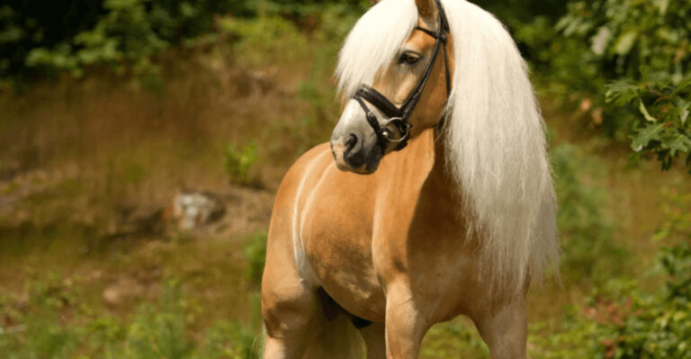 10 Most Gentle Horse Breeds (And 4 That Are More High-Energy)