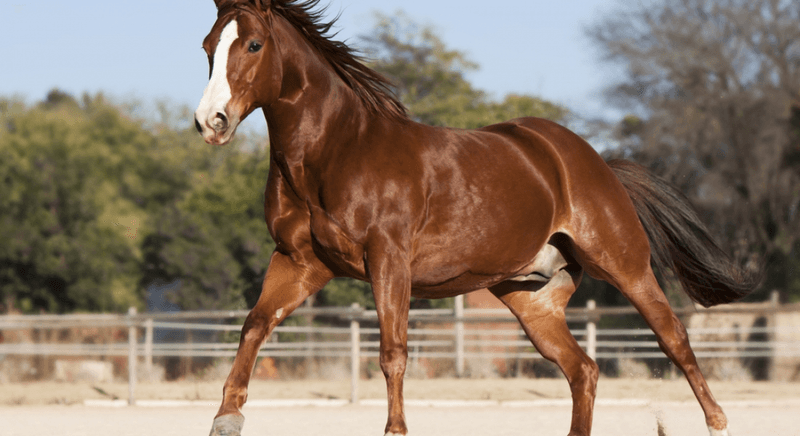 American Quarter Horse