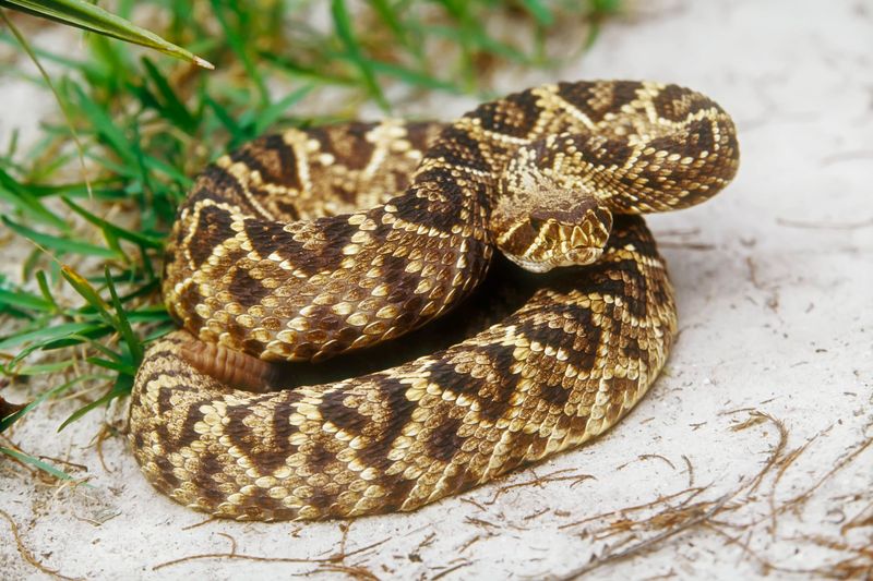 Eastern Diamondback Rattlesnake