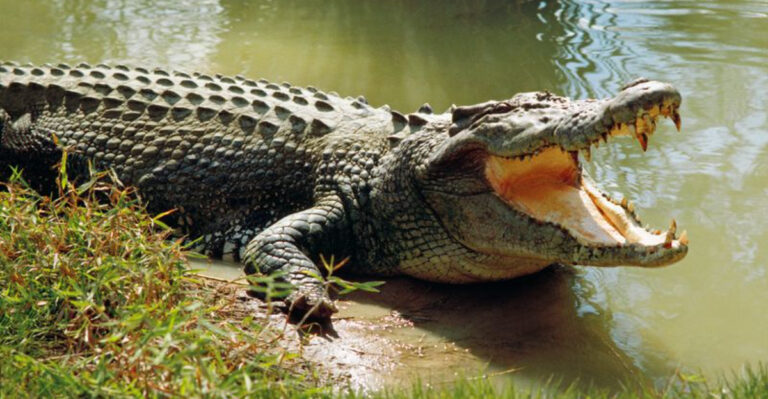 10 Most Lethal Animals In The United States (And 5 Surprisingly Friendly Species)