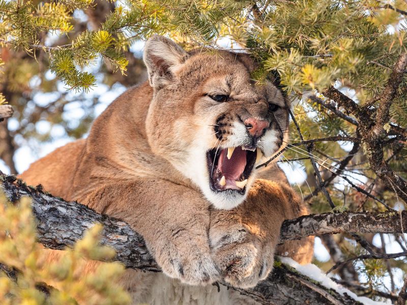 Mountain Lion