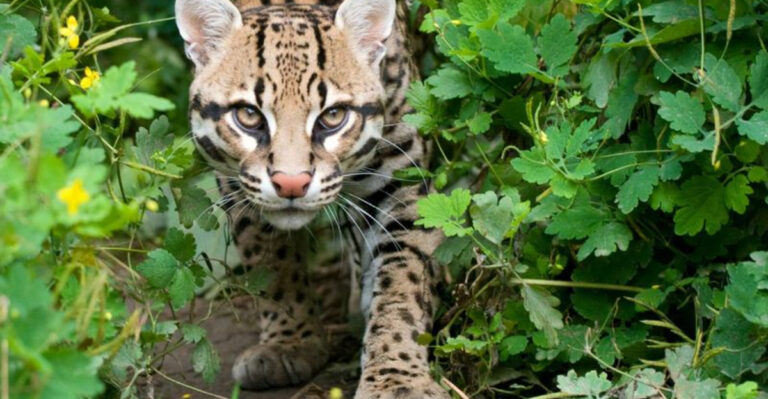 10 Most Photographed Wild Cats In The U.S. And The Best Places To Spot Them
