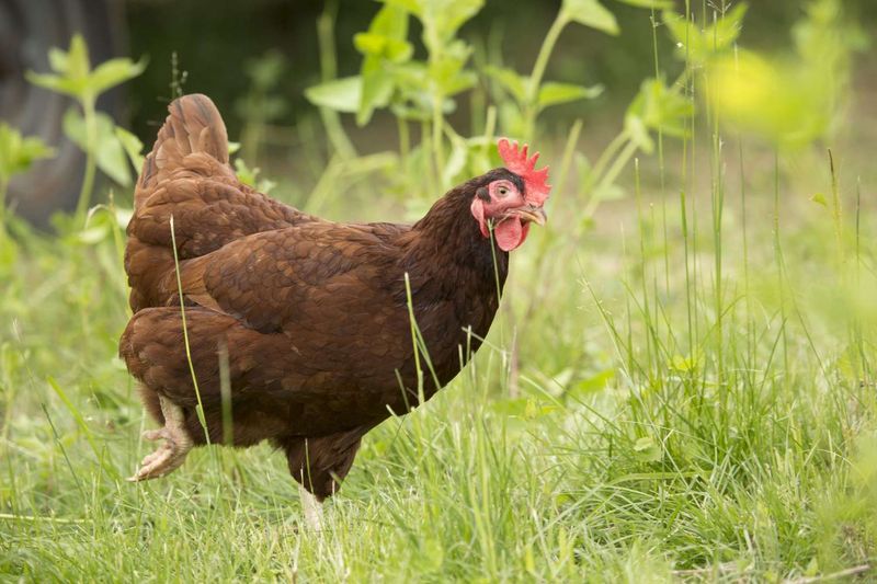 Egg-laying Champions: Rhode Island Reds