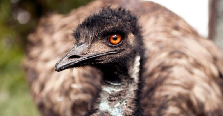10 Must-Have Birds For Your Farm (And 5 You Might Regret Choosing)