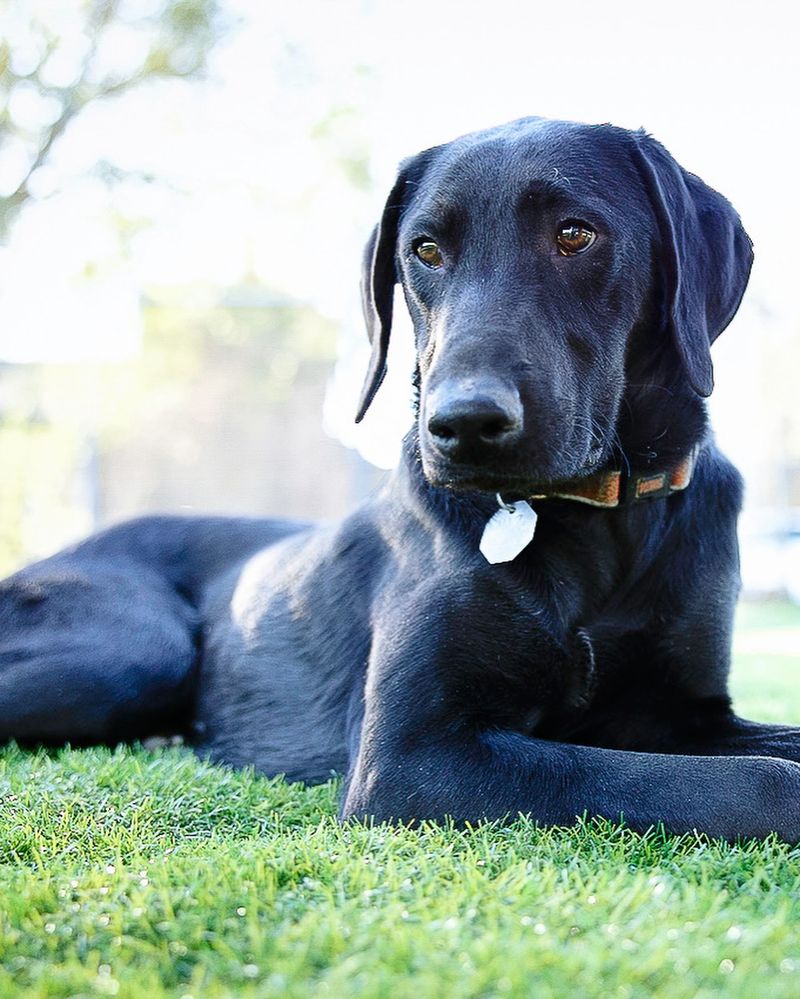 Doberman + Labrador Retriever (Labmaraner)