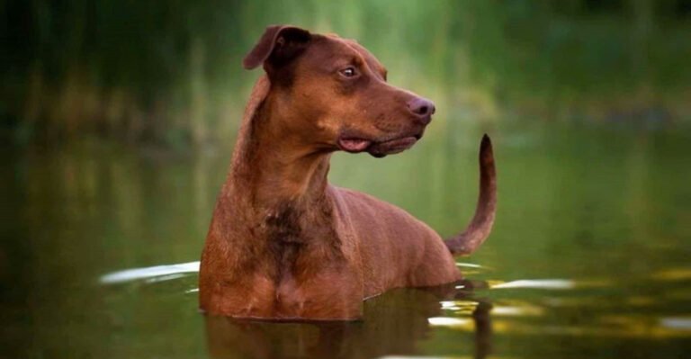 10 Must-See Doberman Mixes Everyone’s Talking About (And 5 Purebred Doberman Lines You Should Know)