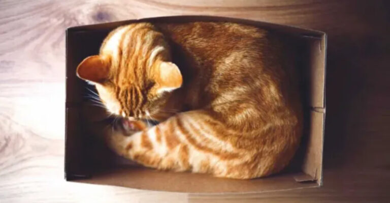 10 Natural Cat Behaviors You Should Embrace (And 5 To Be Cautious About)