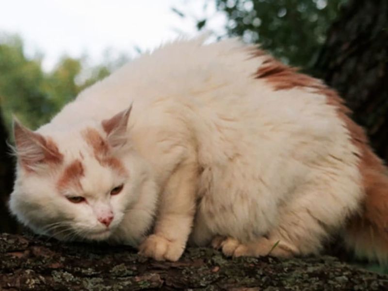 Turkish Van