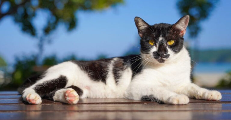 10 Popular Harlequin Cat Breeds And Why They’re Gaining Recognition In The Feline World