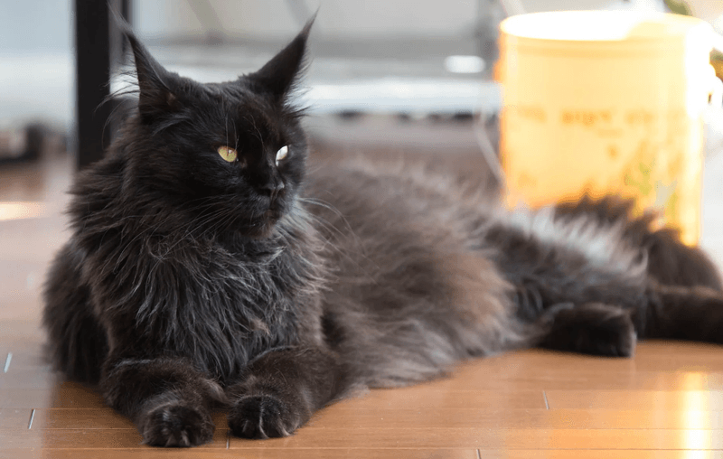 The Mystical Smoke Cat