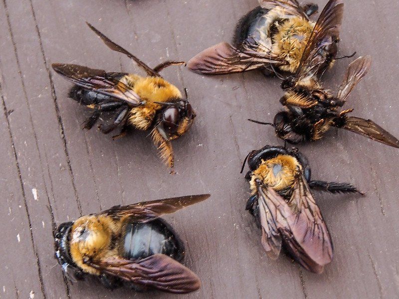 Pesticide Overuse Poisons Bee Colonies