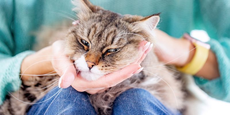 Low-Maintenance Cuddle Machines