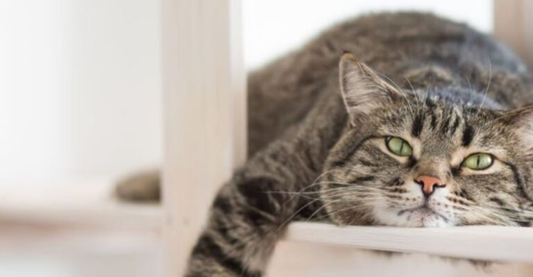 10 Reasons Cats Are The Best Pets (And 5 Signs That You Should Get One)